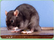 rat control Ponteland